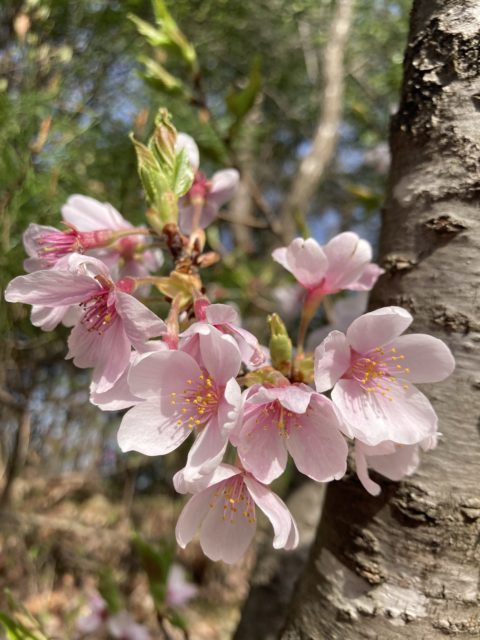 桜が綺麗思わずシャッター